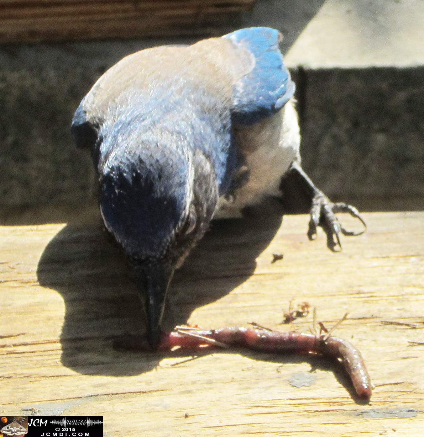 Scrub Jay Documentary documentary worm bait